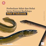 Gambar sampul Perbedaan Ikan Sidat dan Belut, Serta Potensi Budidayanya di Indonesia