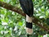 Gambar sampul Spesies Burung Rangkong Terbesar Asia Ada di Indonesia