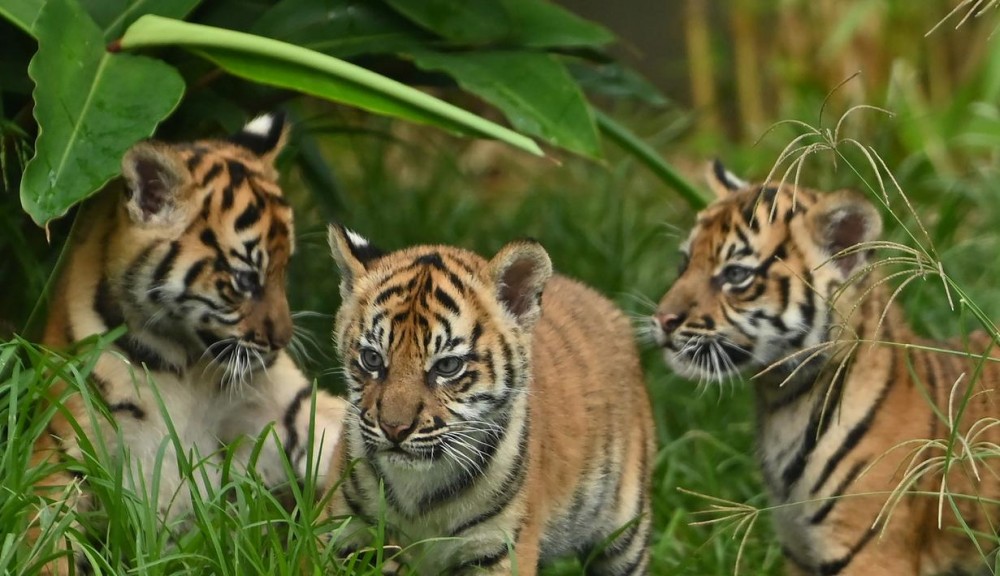 Upaya Selamatkan Harimau  Sumatera  dari Kepunahan oleh 