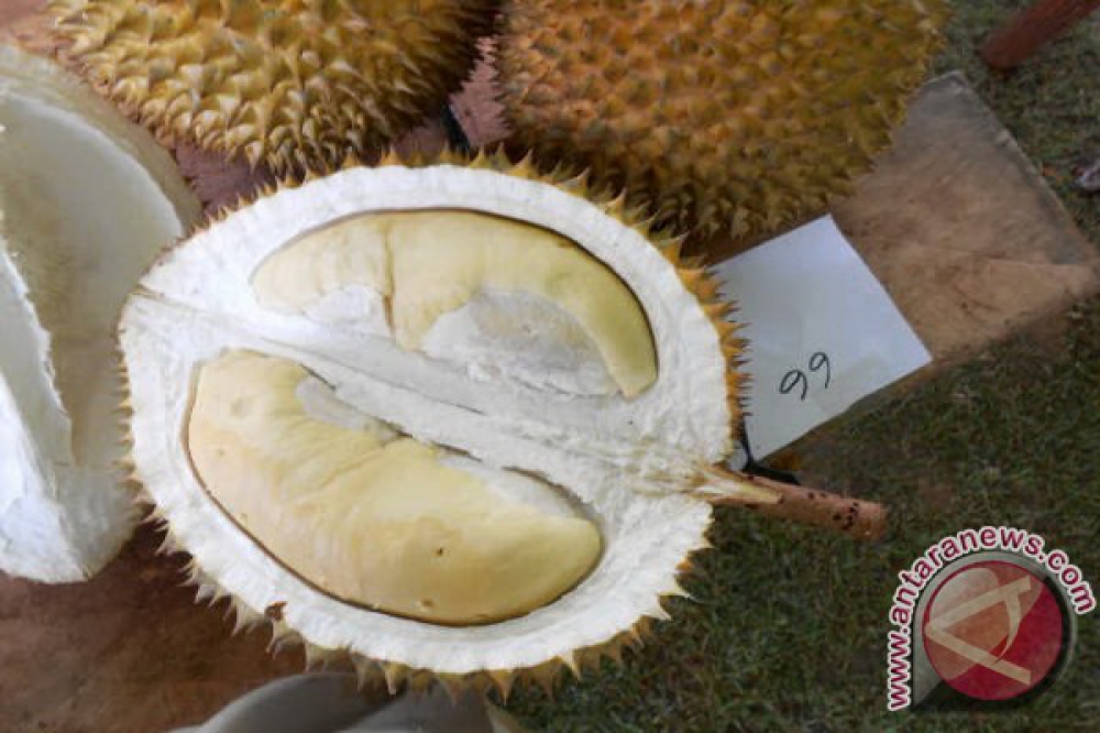 Unduh 570 Koleksi Gambar Durian Sukun Terbaru HD