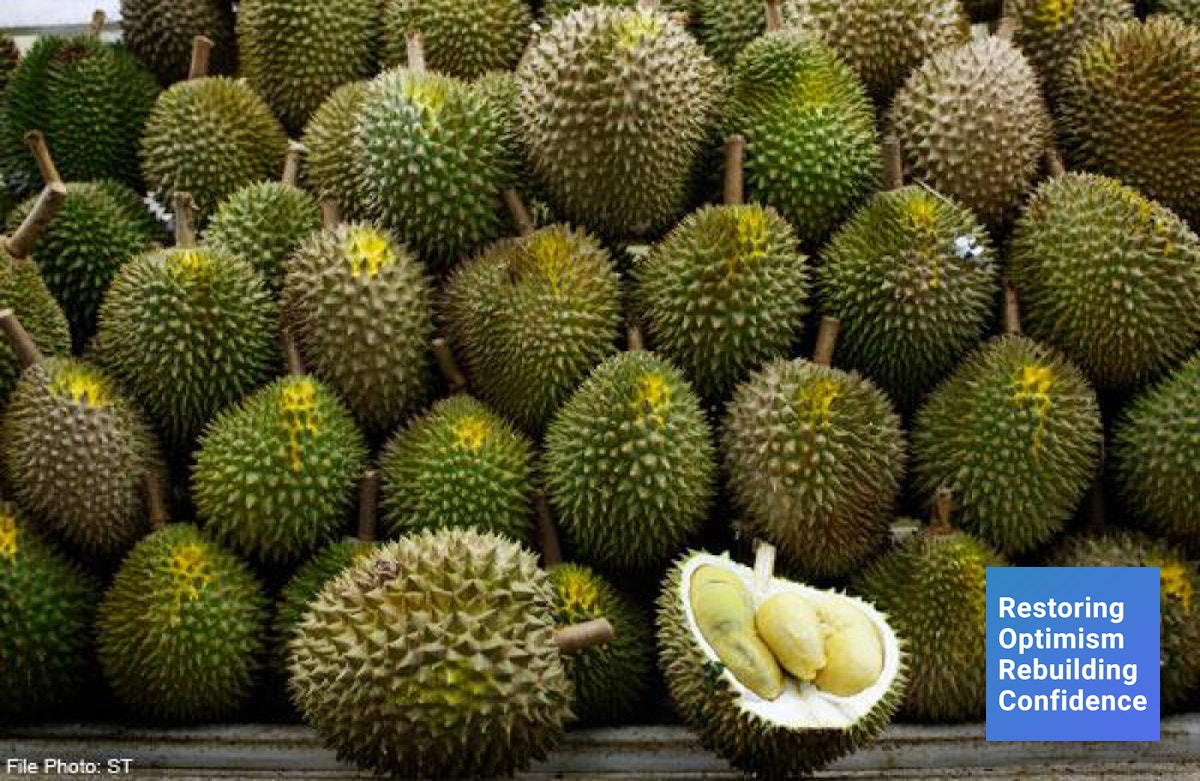 10 Jenis Durian Indonesia Yang Populer