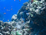 Gambar sampul Taman Laut Olele Tawarkan Keindahan Koral Salvador Dali