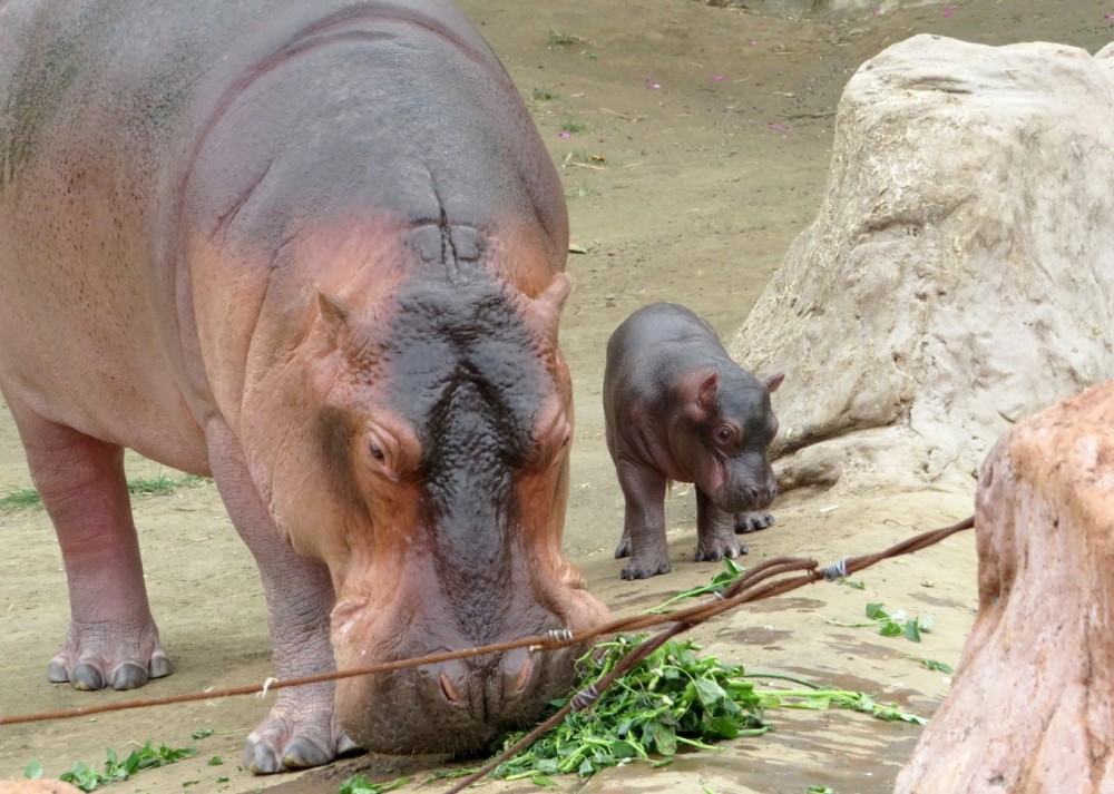 Batu Secret Zoo Sambut Kelahiran Bayi Kuda Nil Good News 