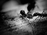 Gambar sampul Kesetiakawanan Semut Hitam Dibuktikan oleh 2 Siswa asal Medan