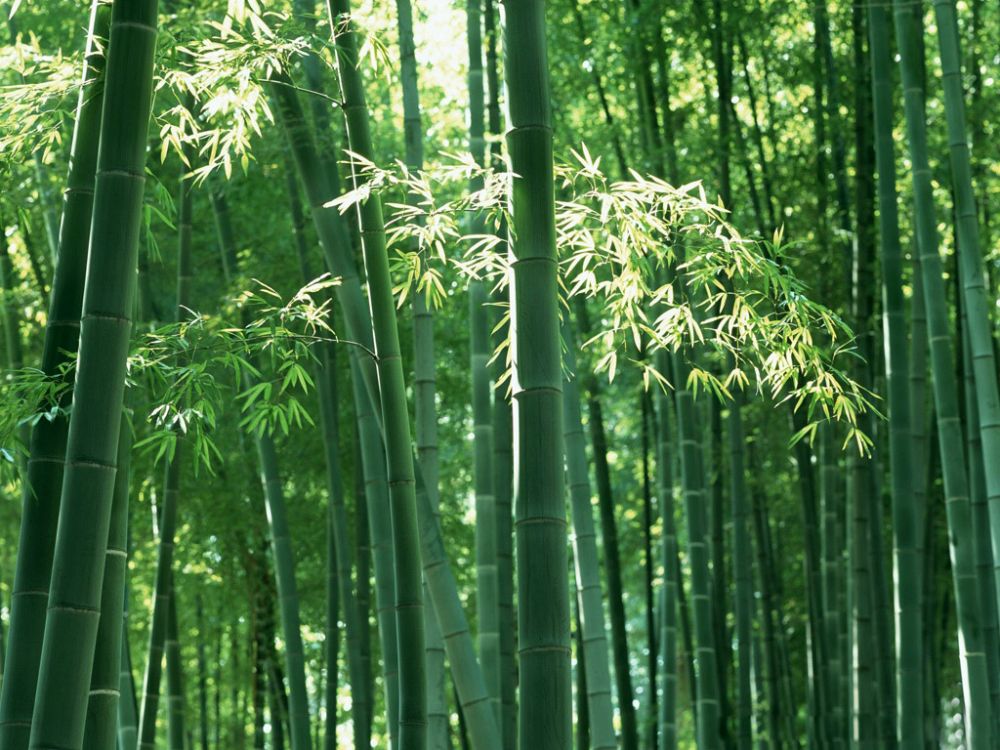 Ditemukan di Indonesia Spesis Bambu  Baru Berwarna 