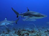 Gambar sampul Shark Diving, Memadukan Pariwisata Selam dan Penelitian Hiu di Morotai