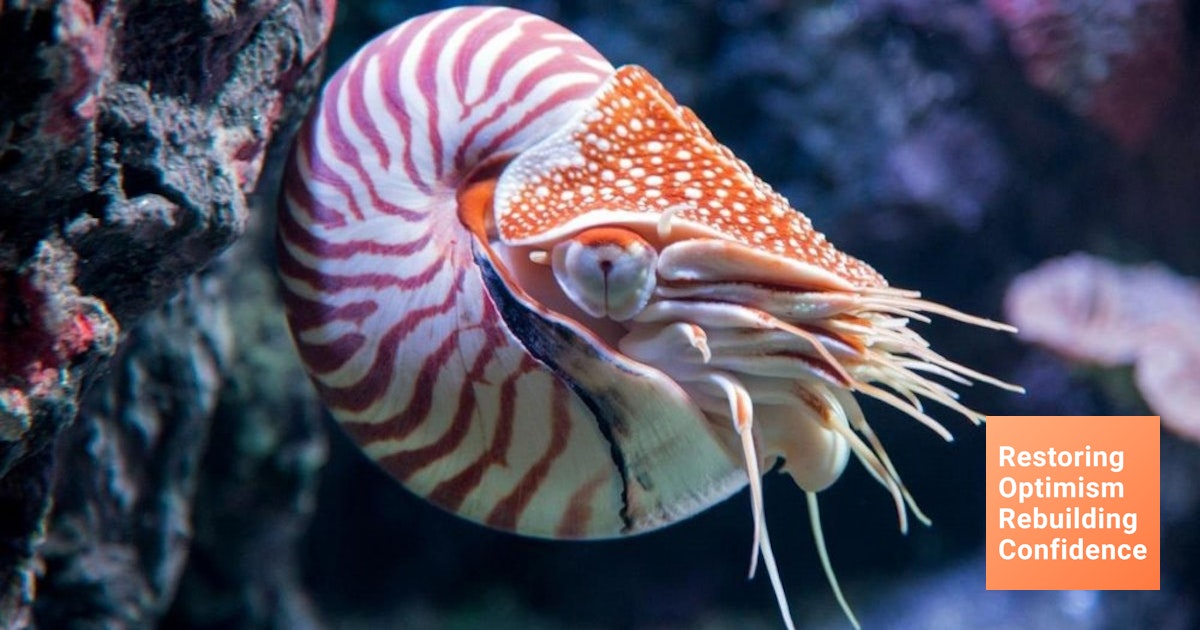 Adalah luar cangkang yang cephalopoda tubuhnya memiliki Klasifikasi Mollusca