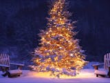 Gambar sampul 7 Pohon Natal Unik di Berbagai Negara