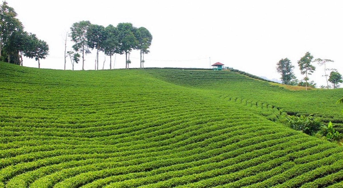 Kebun Teh Cikuya Bernuansa Puncak Bogor Good News From