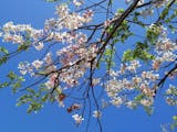 Gambar sampul Tak Perlu ke Jepang, 5 Tempat di Indonesia ini ada Bunga Sakura