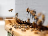 Gambar sampul Mengenal Budi Daya Lebah yang Aman Tanpa Takut Disengat