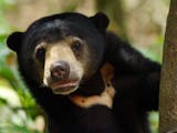 Gambar sampul Sun Bear, Spesies Beruang Terkecil di Dunia yang Ada di Indonesia