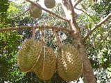 Gambar sampul 5 Kecamatan di Jawa Timur Ini Hasilkan Buah Durian Terbaik