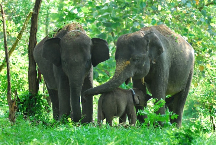 Anak Gajah  Sumatera  Lahir Lagi di Barumun Nagari Good 