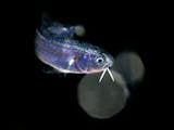Gambar sampul Ikan Spesies Baru Ditemukan di Lombok, Perkuat Megabiodiversitas Indonesia