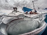 Gambar sampul Penyelamatan Hiu Paus Papua yang Terperangkap Jaring Ikan
