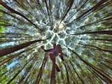 Gambar sampul Hutan Pinus Mangunan yang Hebohkan Situs "Dagelan" Dunia