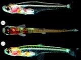 Gambar sampul Ikan Terkecil di Dunia yang ditemukan di Sumatera