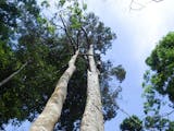 Gambar sampul Mengenal Ragam Pohon Endemik Langka dan Upaya Pelestariannya di Indonesia