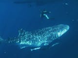 Gambar sampul Indonesia rumah bagi Ikan terbesar di dunia