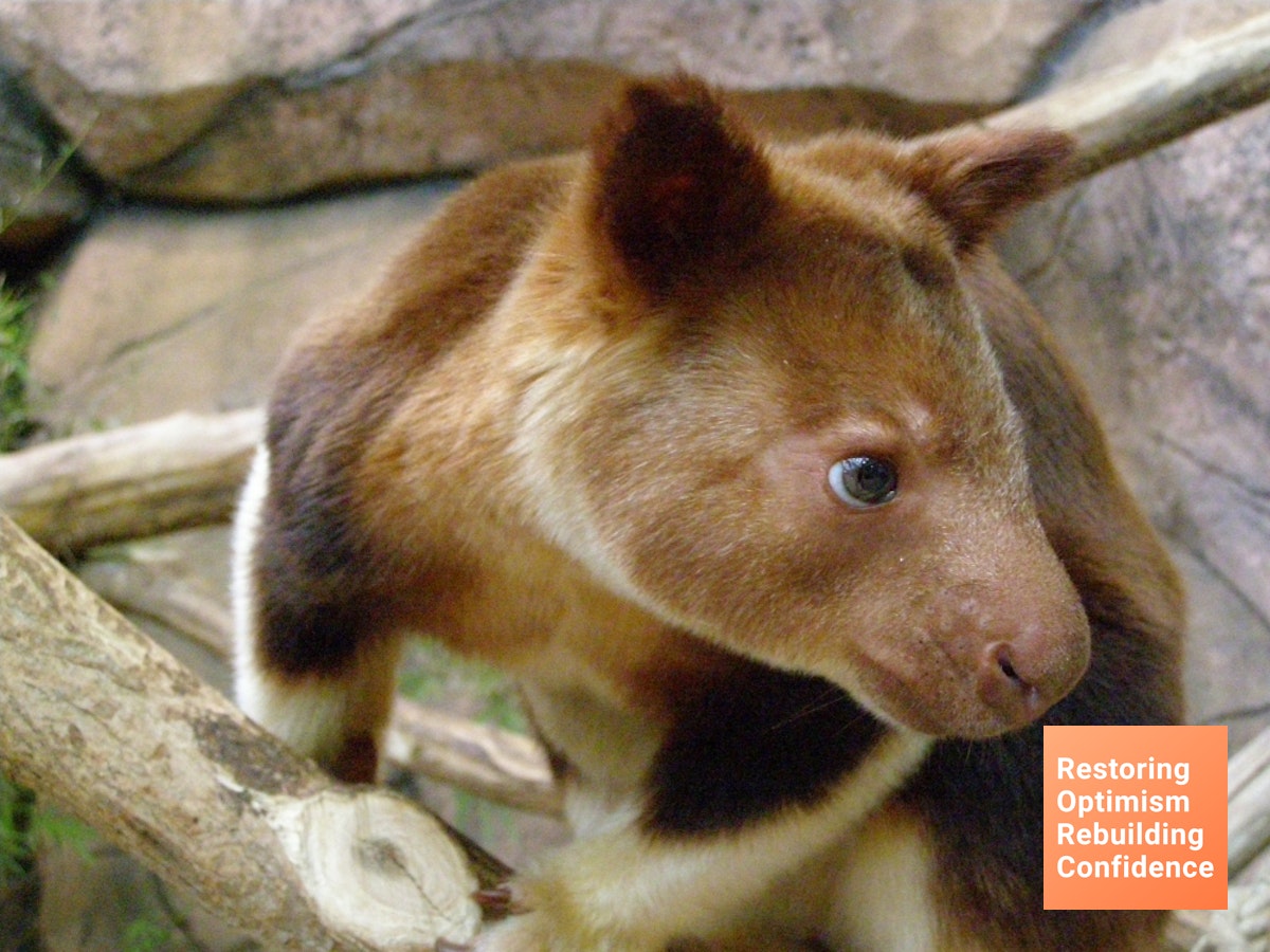 Tak Hanya Ada di Australia, Inilah Berbagai Jenis Kanguru di Hutan Papua