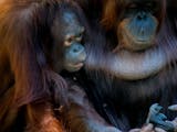 Gambar sampul 6 Ekor Orangutan Dilepasliarkan di Kalimantan