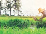 Gambar sampul Lindungi Petani dan Peternak, Asuransi Pertanian Serentak Diterapkan Tahun 2021