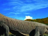 Gambar sampul Terbaik! Taman Nasional Komodo Jadi World Top 10 Best Destinations Versi NatGeo