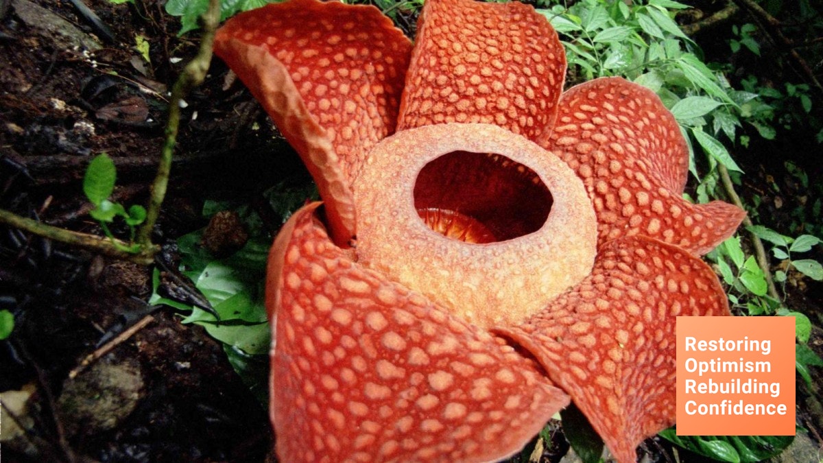 Selama Ini Salah Sebut Rafflesia Arnoldii Ternyata Bukan Bunga Bangkai