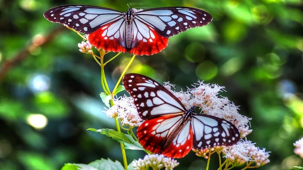  Kupu kupu  Terbesar di Dunia Ada di Indonesia Good News 