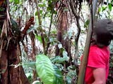 Gambar sampul Mulai Langka di Hutan, Suku Anak Dalam Budidaya Jernang