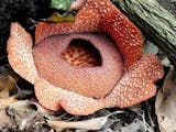 Gambar sampul Mengenal Rafflesia yang tumbuh di Pulau Jawa