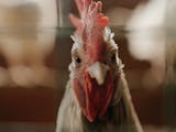 Gambar sampul Mengenal Lanskap Teknologi Unggas, Digitalisasi Kandang Ternak Ayam Broiler
