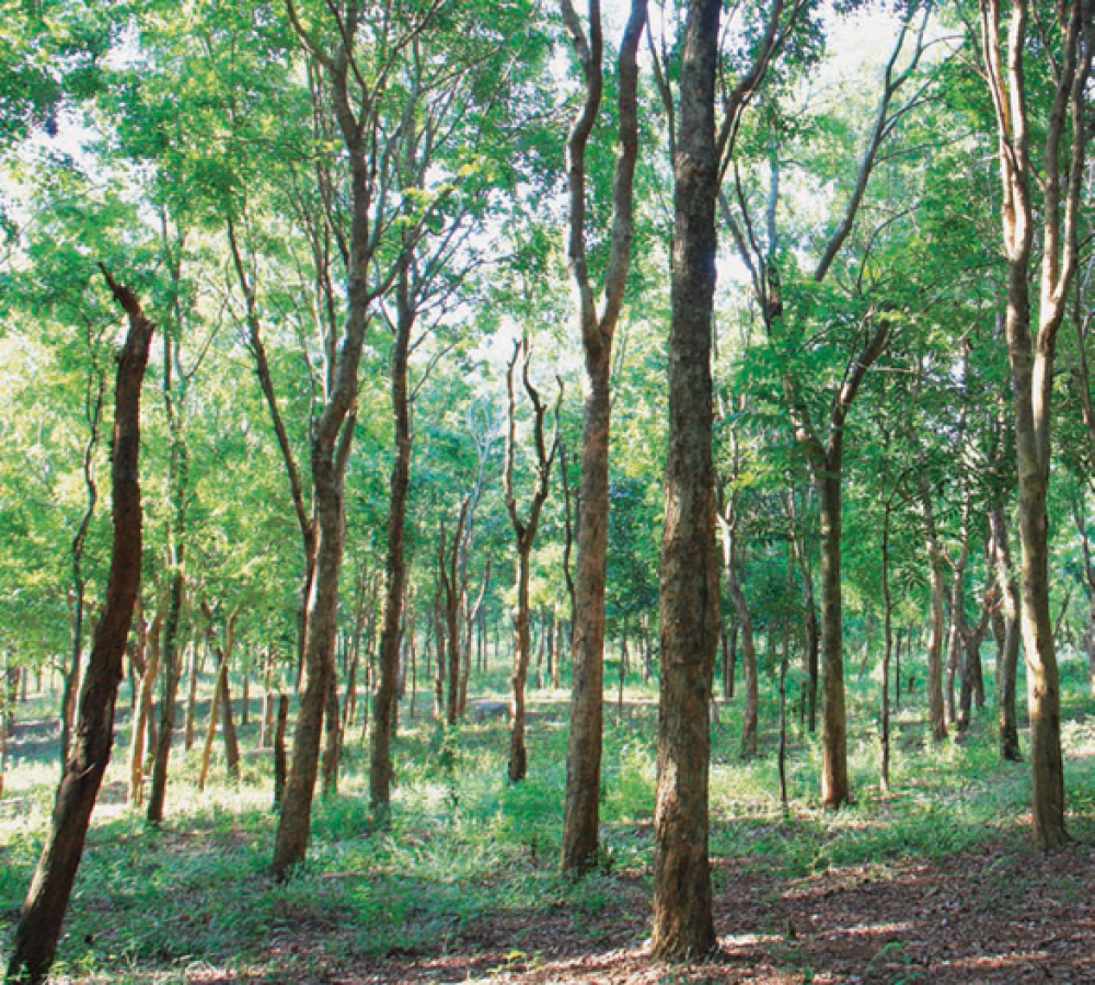 Pohon Penghasil Kayu Mewah Asli Jawa Good News from 