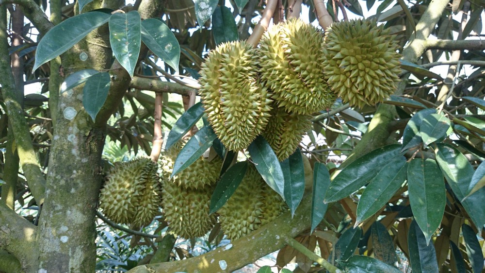 Asiknya Nikmati Durian  sambil Jaga Hutan  Good News from 