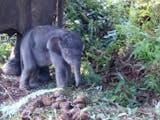 Gambar sampul Taman Nasional Tesso Nilo Tambah Ramai Berkat Lahirnya Anak Gajah Ini