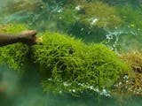 Gambar sampul Negara Ini Ternyata Belajar Mengolah Rumput Laut Dari Indonesia