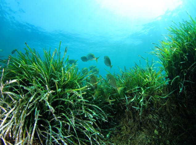 Gambar sampul Pentingnya Peran Padang Lamun Sebagai Penunjang Kehidupan Biota Laut