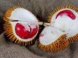 Gambar sampul Tren Sepekan: Warna Warni Durian hingga Kepunahan Pesut Mahakam
