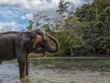 Gambar sampul Menyambut Kelahiran Bayi Gajah Sumatra di Taman Nasional Tesso Nilo