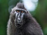 Gambar sampul Berkenalan dengan Yaki, Monyet Hitam Berjambul Endemik Sulawesi