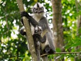 Gambar sampul Hari Monyet Sedunia, Seperti Apa Nasib Monyet-Monyet Endemik Indonesia?