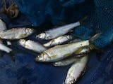 Gambar sampul Ikan Bilih, Spesies Endemik Penghuni Danau Singkarak yang Terancam Punah