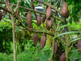 Gambar sampul Menilik Potensi Budidaya Kakao Secara Organik untuk Lestarikan Hutan Kalimantan