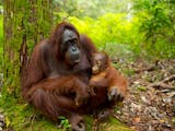 Gambar sampul Orangutan Kalimantan Terancam Punah, Perlindungan Apa yang Bisa Dilakukan?