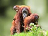Gambar sampul Pelepasliaran Tiga Belas Orangutan di Hutan Kalimantan Tengah