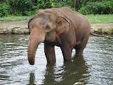 Gambar sampul Termasuk Satwa Endemik yang Paling Dijaga, Berapa Populasi Gajah Sumatra Saat Ini?