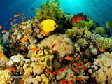 Gambar sampul Keindahan Taman Bawah Laut Bunaken Indonesia
