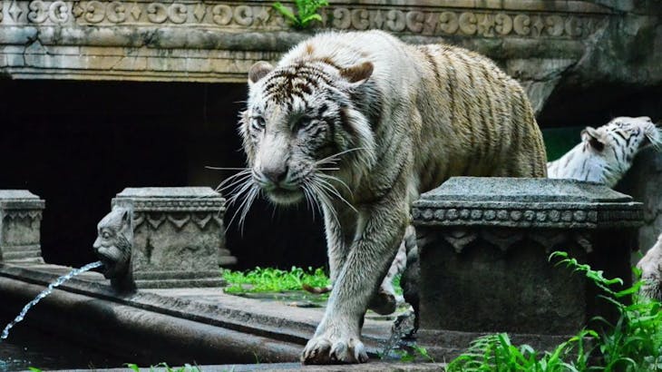 Taman Safari Terluas di Asia Tenggara Ada di Indonesia
