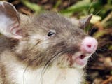 Gambar sampul Mahasiswa Indonesia dibalik Penemuan Spesies Tikus Hidung Babi